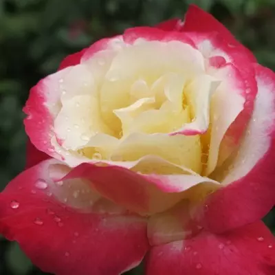 Double Delight magastörzsű rózsa