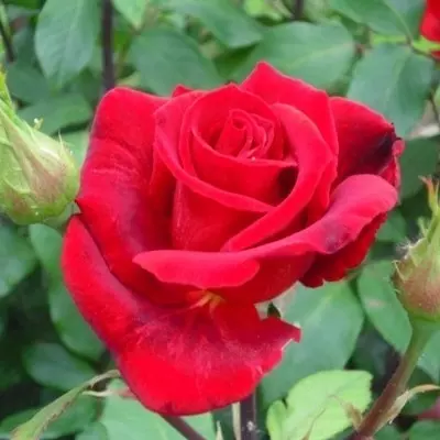 Erica Pluhar magastörzsű rózsa