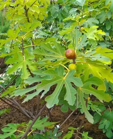 Ficus carica - Fügefa