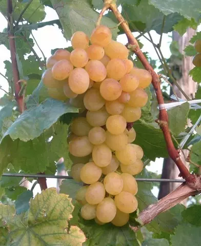 Helikon szépe magnélküli szőlő oltvány
