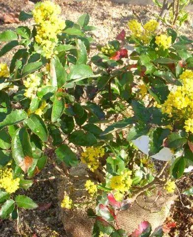 Mahonia aquifolium - Kerti mahónia
