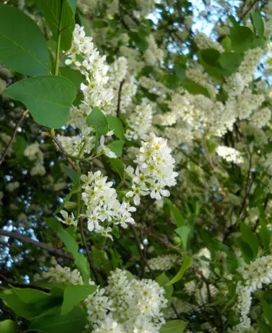 Prunus padus - Májusfa