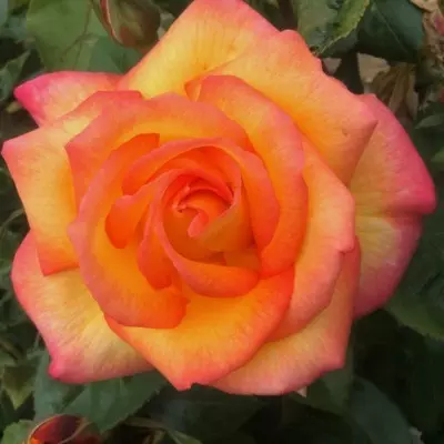 Sheila's perfume magastörzsű rózsa
