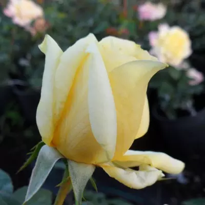 Sunblest magastörzsű rózsa