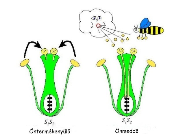 Önmeddő gyümölcsfa Önmeddő gyümölcsfa
