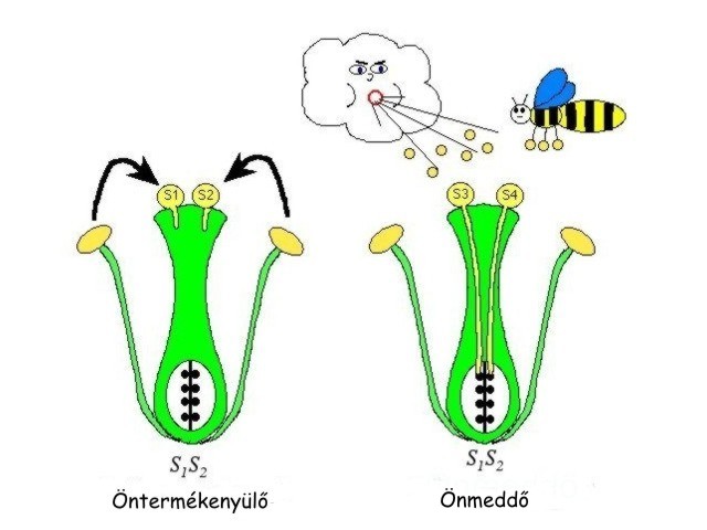 Önmeddő gyümölcsfa