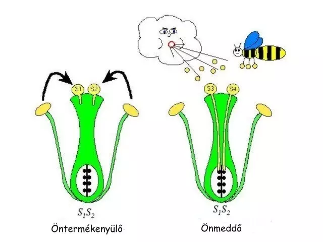 Önmeddő gyümölcsfa