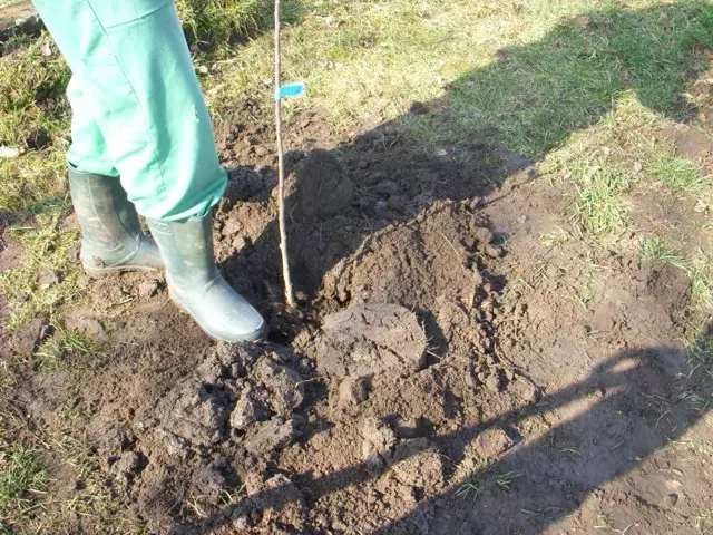 a növény gödörbe állítása