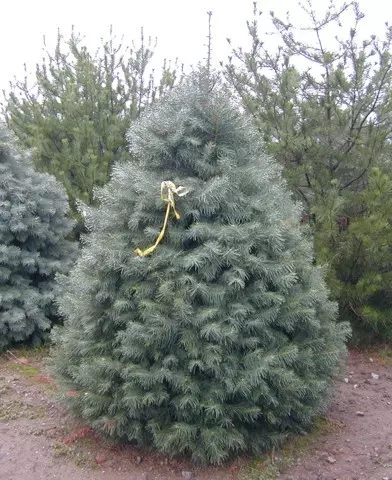 Abies concolor - Kolorádói jegenyefenyő