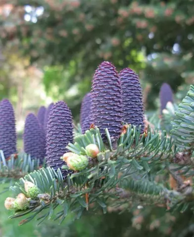 Abies koreana - Koreai jegenyefenyő