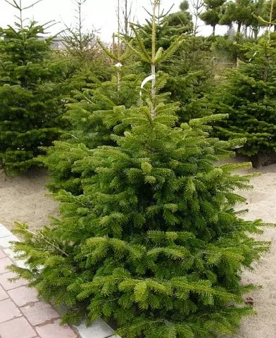 Abies nordmanniana - Kaukázusi jegenyefenyő (Normand fenyő)