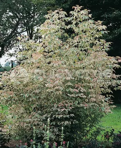 Acer negundo ’Flamingo’ - Tarkalevelű juhar