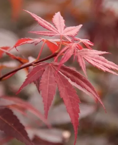 Acer palmatum ’ Atropurpureum’ - Vöröslevelű japán juhar