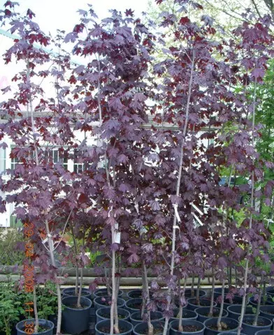 Acer platanoides ’Crimson King’ - Vörös levelű juhar