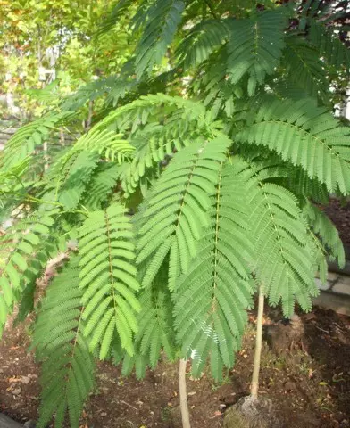 Albizia julibrissin - Selyemakác