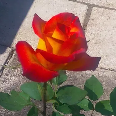 Alinka magastörzsű rózsa
