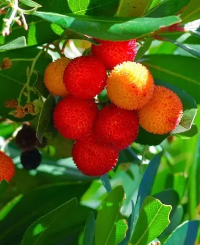 Arbutus unedo - Nyugati szamócafa