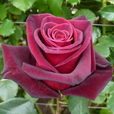 Baccara magastörzsű rózsa