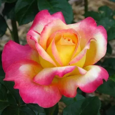 Béke (Peace) magastörzsű rózsa