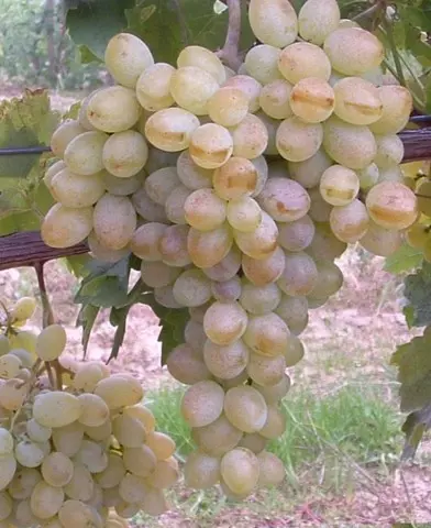 Belgrádi magvatlan - magnélküli szőlő oltvány