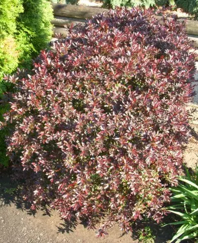 Berberis thunbergii ’Carmen’ - Vöröslevelű japán borbolya