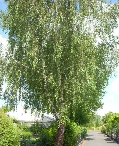 Betula pendula - Közönséges nyír