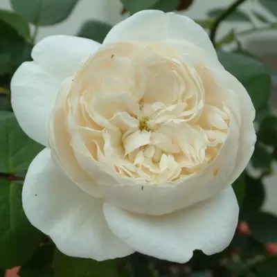 Bianca magastörzsű rózsa