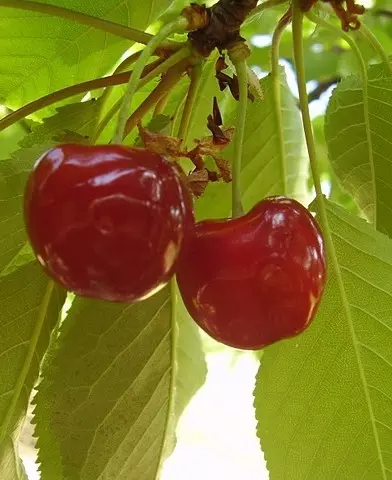 Bigarreau Burlat cseresznyefa