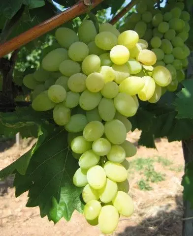 Bolgár Rezi csemegeszőlő oltvány
