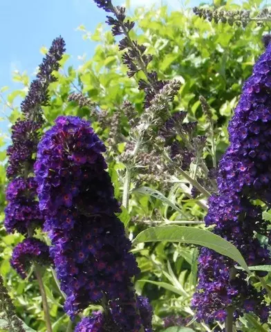 Buddleia davidii ’Black night’ - Sötétlila nyáriorgona