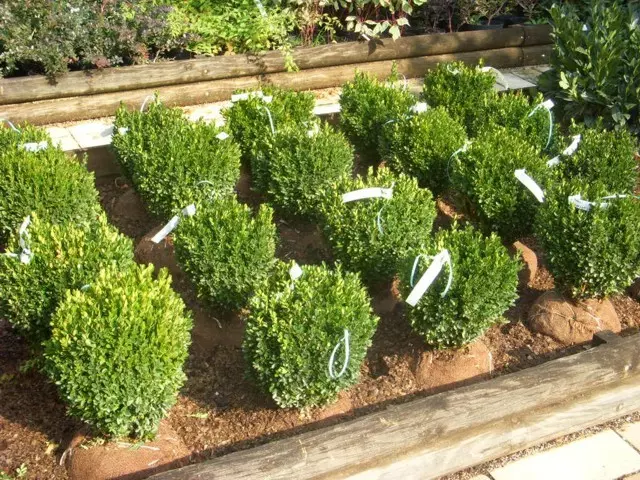 Buxus