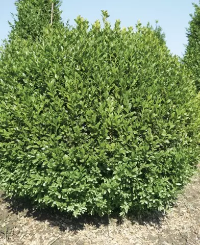 Buxus sempervirens - Örökzöld puszpáng