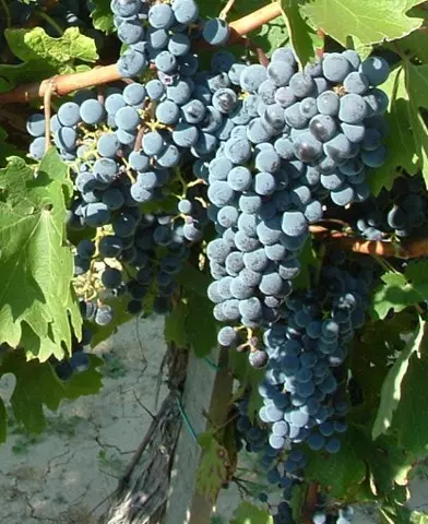 Cabernet Sauvignon borszőlő oltvány