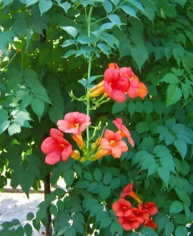 Campsis radicans - Trombitafolyondár