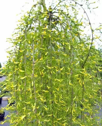 Caragana arborescens ’Pendula’ - Csüngő borsófa