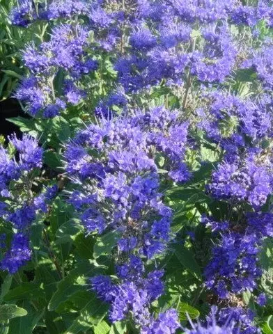 Caryopteris ’Heavenly Blue” - Kékszakáll