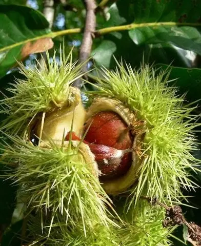 Castanea sativa szelídgesztenyefa