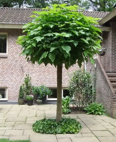 Catalpa bignonioides ’Nana’ - Gömb szivarfa