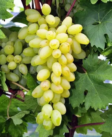 Centennial Seedless magnélküli szőlő oltvány