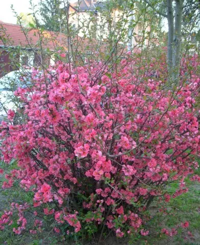 Chaenomeles japonica - Téglapiros japánbirs