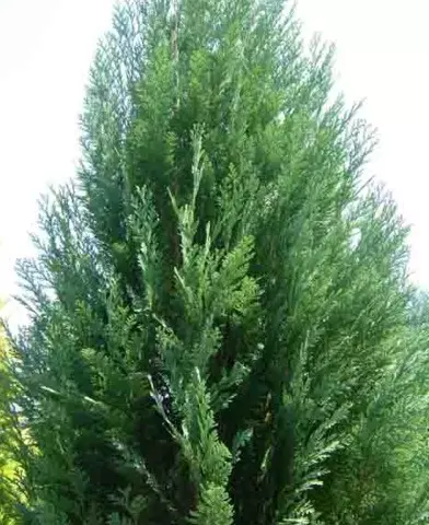 Chamaecyparis lawsoniana ’Columnaris’ - Kék oregoni hamisciprus