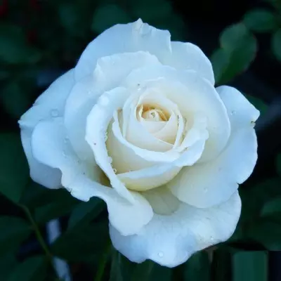 Christal magastörzsű rózsa