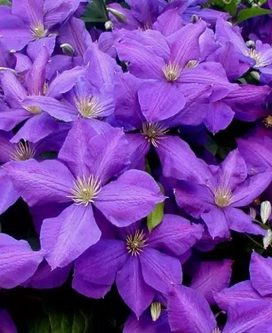 Clematis  ’Jackmanii’ - Kerti iszalag