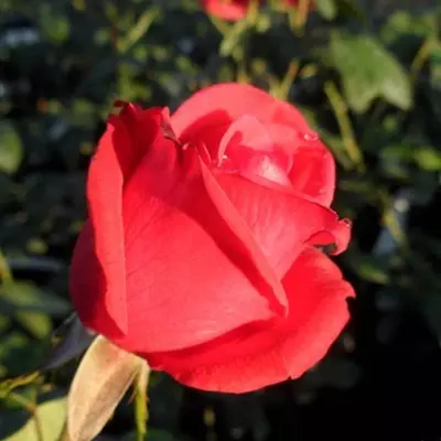 Comet magastörzsű rózsa