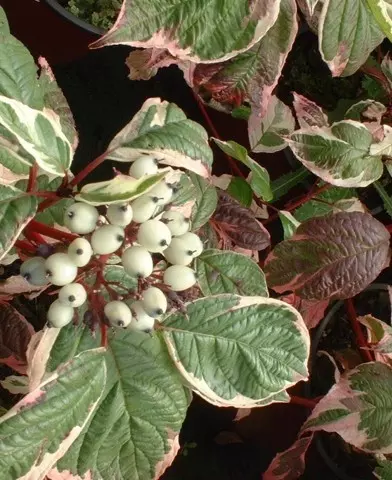 Cornus alba sibirica ’Variegata’ - Fehér-tarka díszsom