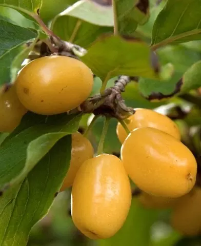 Cornus mas ’Lutea - Sárga termésű húsos som’