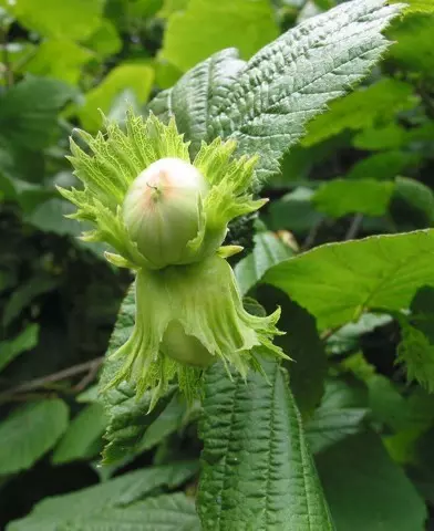 Corylus avellana - Közönséges mogyoró