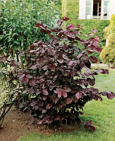 Corylus maxima ’Purpurea’ - Vérmogyoró