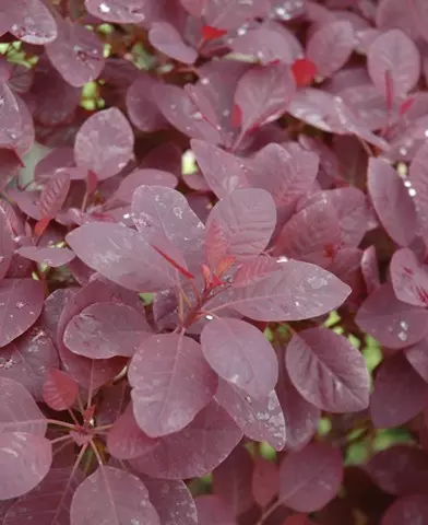 Cotinus coggygria ’Royal Purple’ - Vöröslevelű cserszömörce