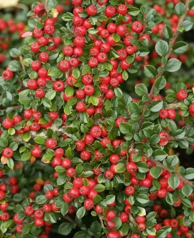 Cotoneaster horizontalis - Kerti madárbirs